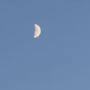 きなこの画像