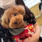 ひな