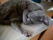たき