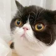 アライさんの画像