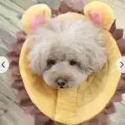 きなこ