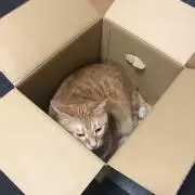 たびこの画像