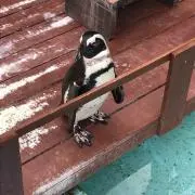 セレジ