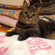 ねこ