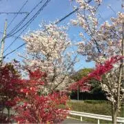 きよん
