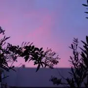 aaya