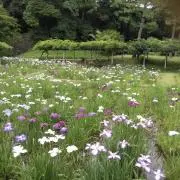 りんご