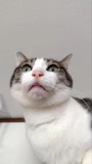 おどんの画像