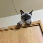 ぴっぴの画像