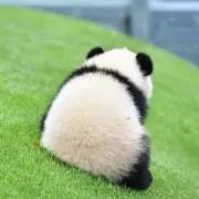 レッサー
