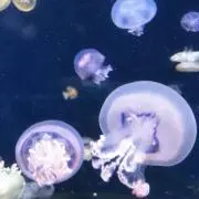 どさんこの画像