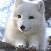 みっちょ