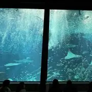 菊　即購入歓迎の画像