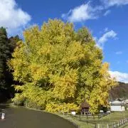 みらの