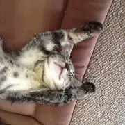 かおりん