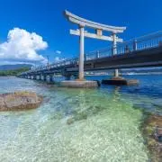 ぴーこの画像