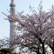 サザンクロスの画像