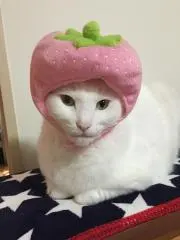 mikachanの画像