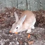 チル