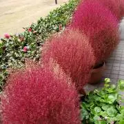 もふこの画像