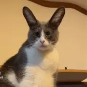 きりまるの画像
