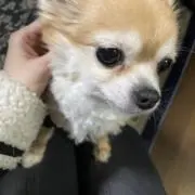 もち