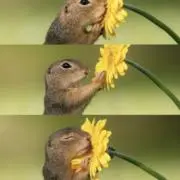 まゆきち