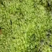 Dの画像