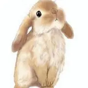 うさぎの画像