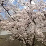 ひよこ‬‪︎の画像