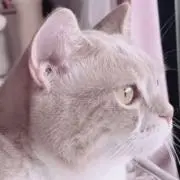 ねこもちの画像