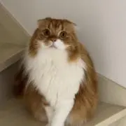 りん