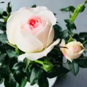 sの画像