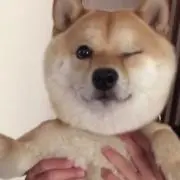 舐め犬