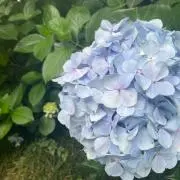 紫陽花（他商品とまとめ買い歓迎）の画像