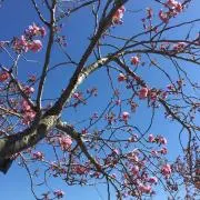 たけの画像