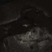 syyの画像