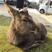 スメーシーの画像