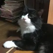 みおの画像