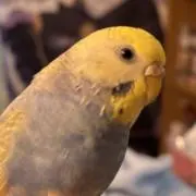 インコ