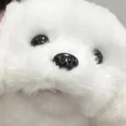 ♫の画像