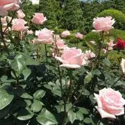 moの画像