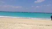 ミュウの画像