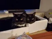 黒猫大好き♥の画像