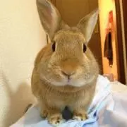 富士そばのうどん