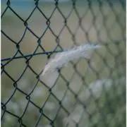 だんごむしの画像