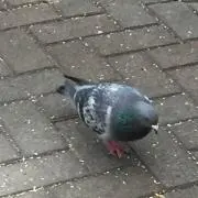 まくたの画像