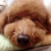 りょーたの画像