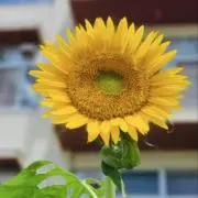 福の画像