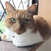 モモ